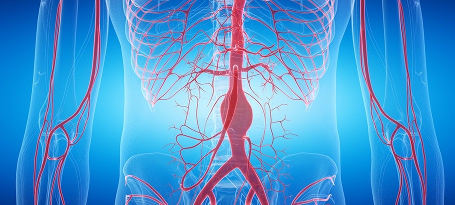 УЗИ брюшной части  аорты и подвздошных артерий 